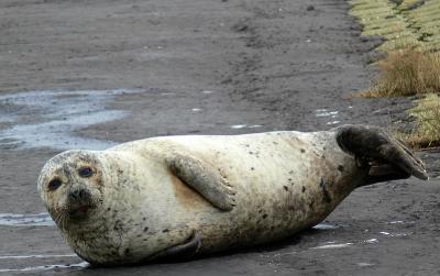 zeehond1